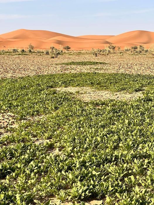 merzouga après la pluie.jpg